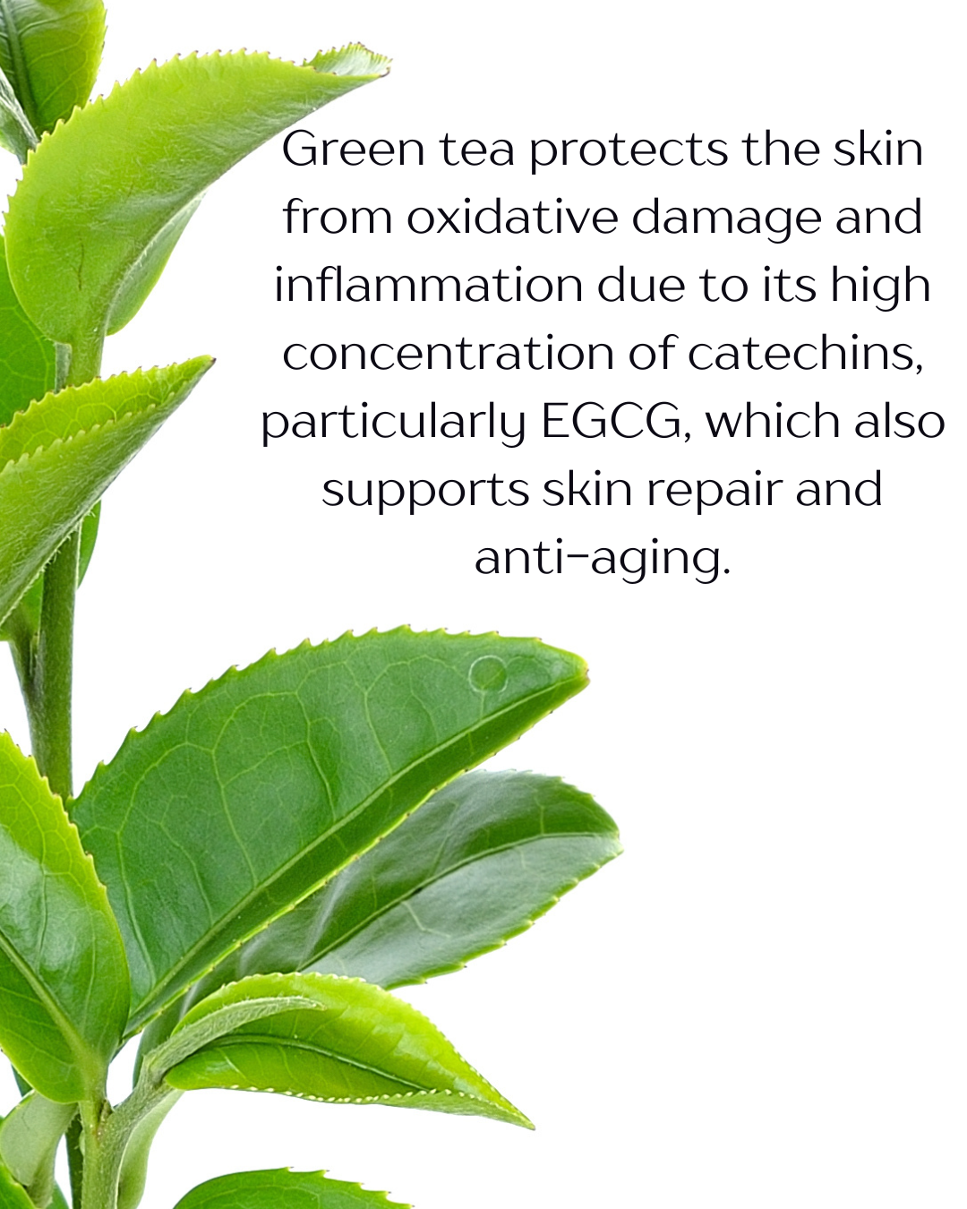 GREEN TEA GEL CLEANSER