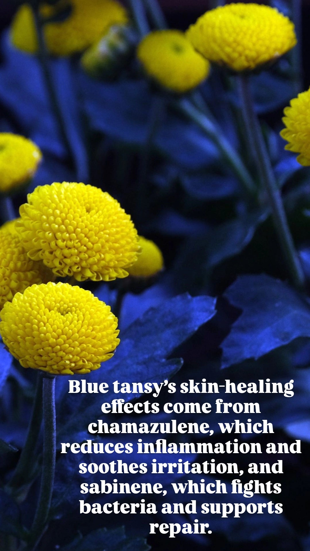 LEIGHEAS HEALING OIL