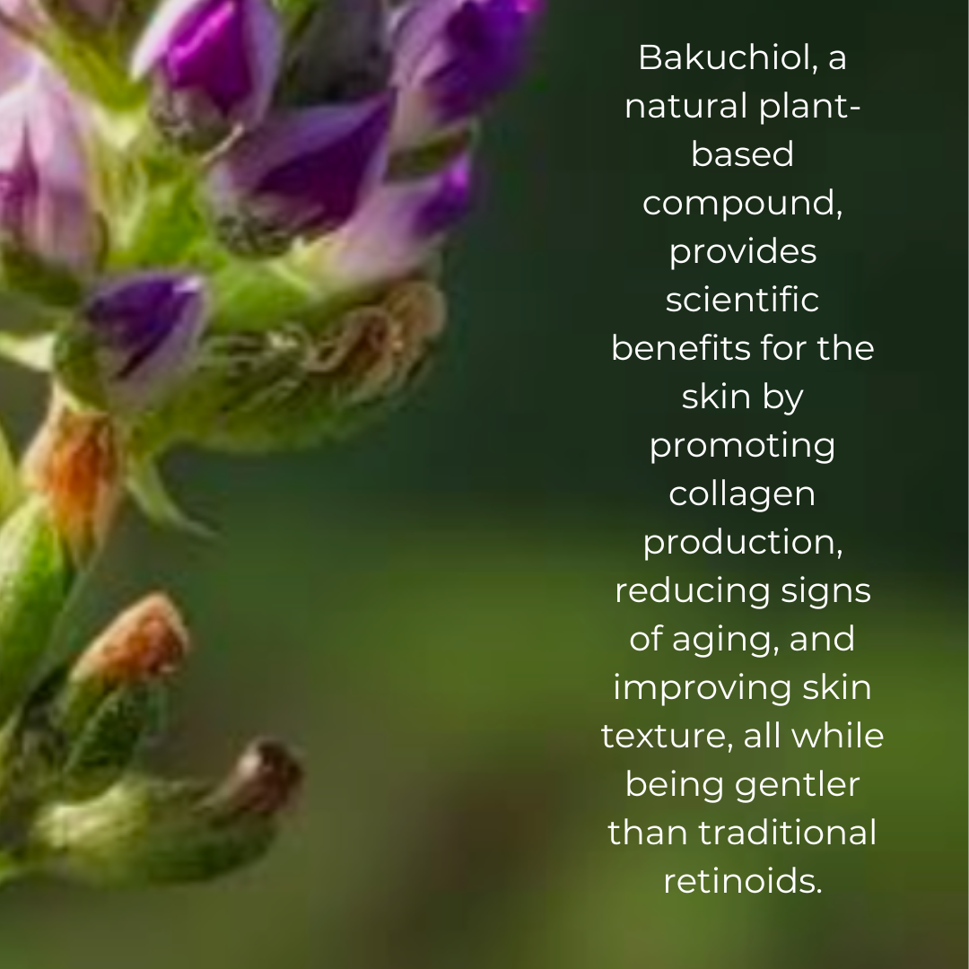 Bakuchiol is a natural, plant-based retinol alternative known for its ability to reduce wrinkles, improve skin texture, and boost collagen production, all while being gentle on sensitive skin and promoting a radiant, even-toned complexion.

