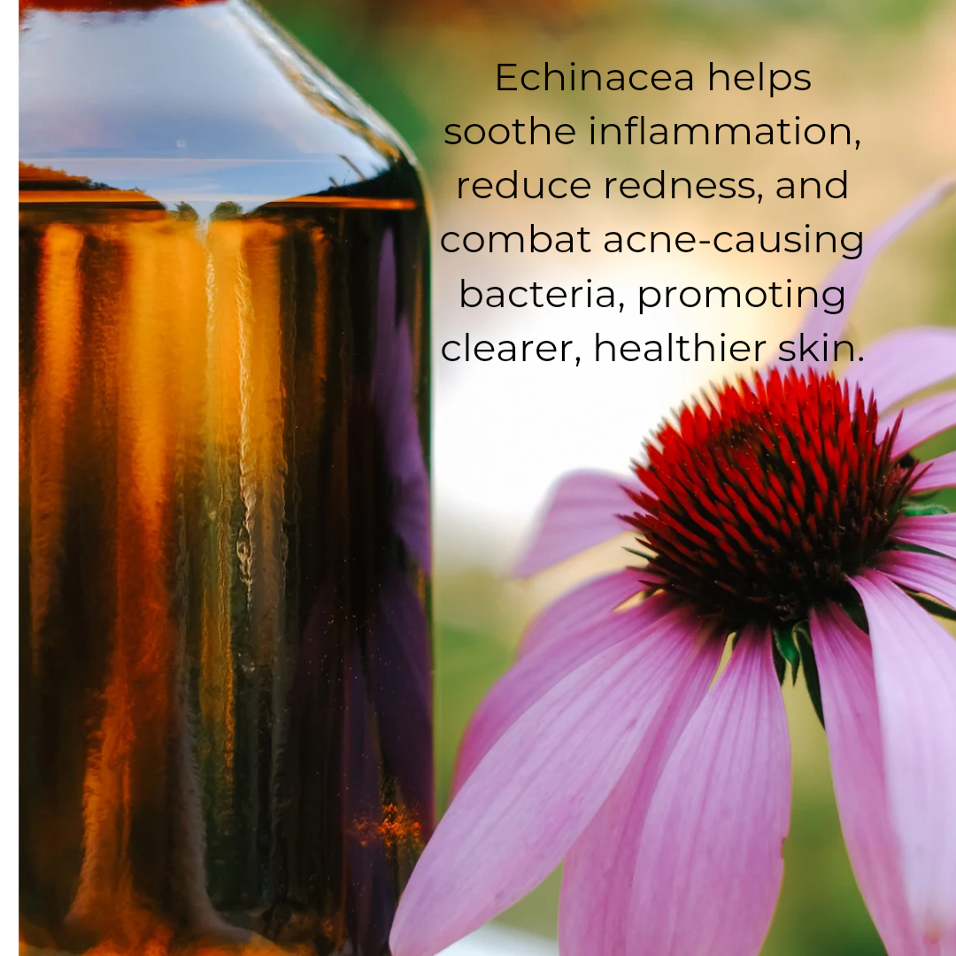 Echinacea helps soothe inflammation, reduce redness, and combat acne-causing bacteria, promoting clearer, healthier skin.

